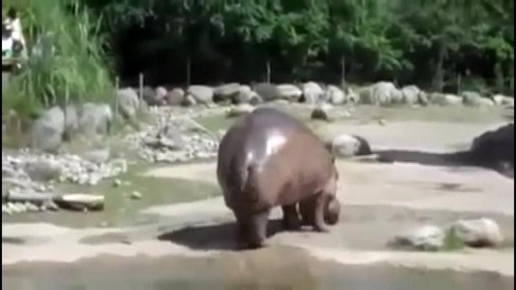  하마의 똥싸는 방법