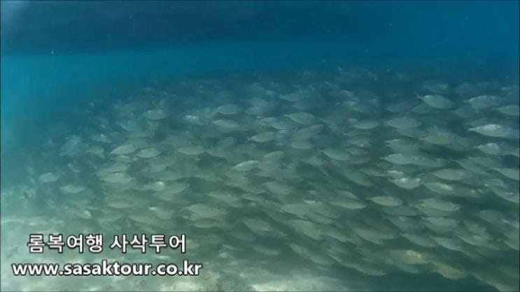 인도네시아 여행)롬복 길리에 물고기때가 나타났어요!!