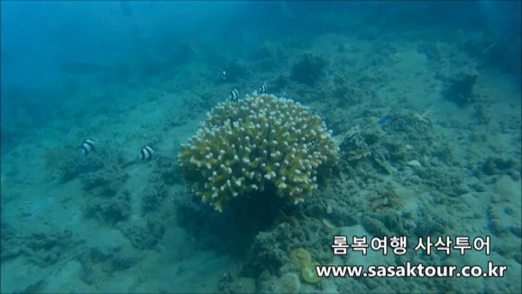  롬복 신혼여행)길리낭구 물고기 구경하기!!