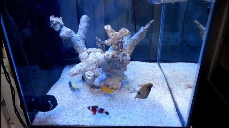  sea fish tank 쿠아코리아 섬프수조