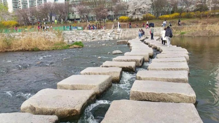  성남여행지 탄천 벚꽃 성남시 벚꽃 분당 벚꽃 명소 차병원 앞 탄천길 벚꽃 탄천종합운동장
