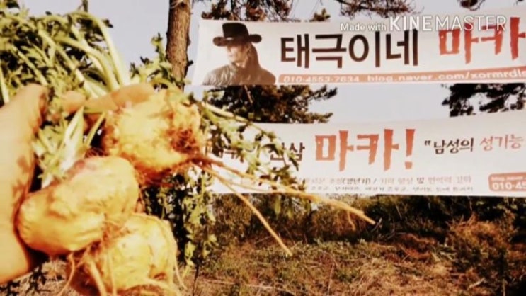 쉽지 않은 마카재배 쉽지 않은 마카재배