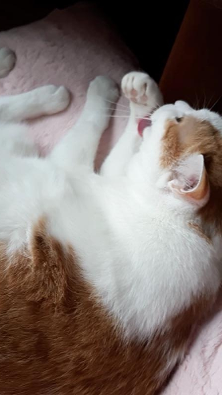  귀여운 고양이 동영상