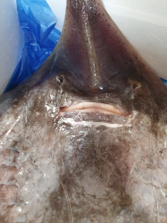 KakaoTalk_20200118_081836706.jpg?type=w640