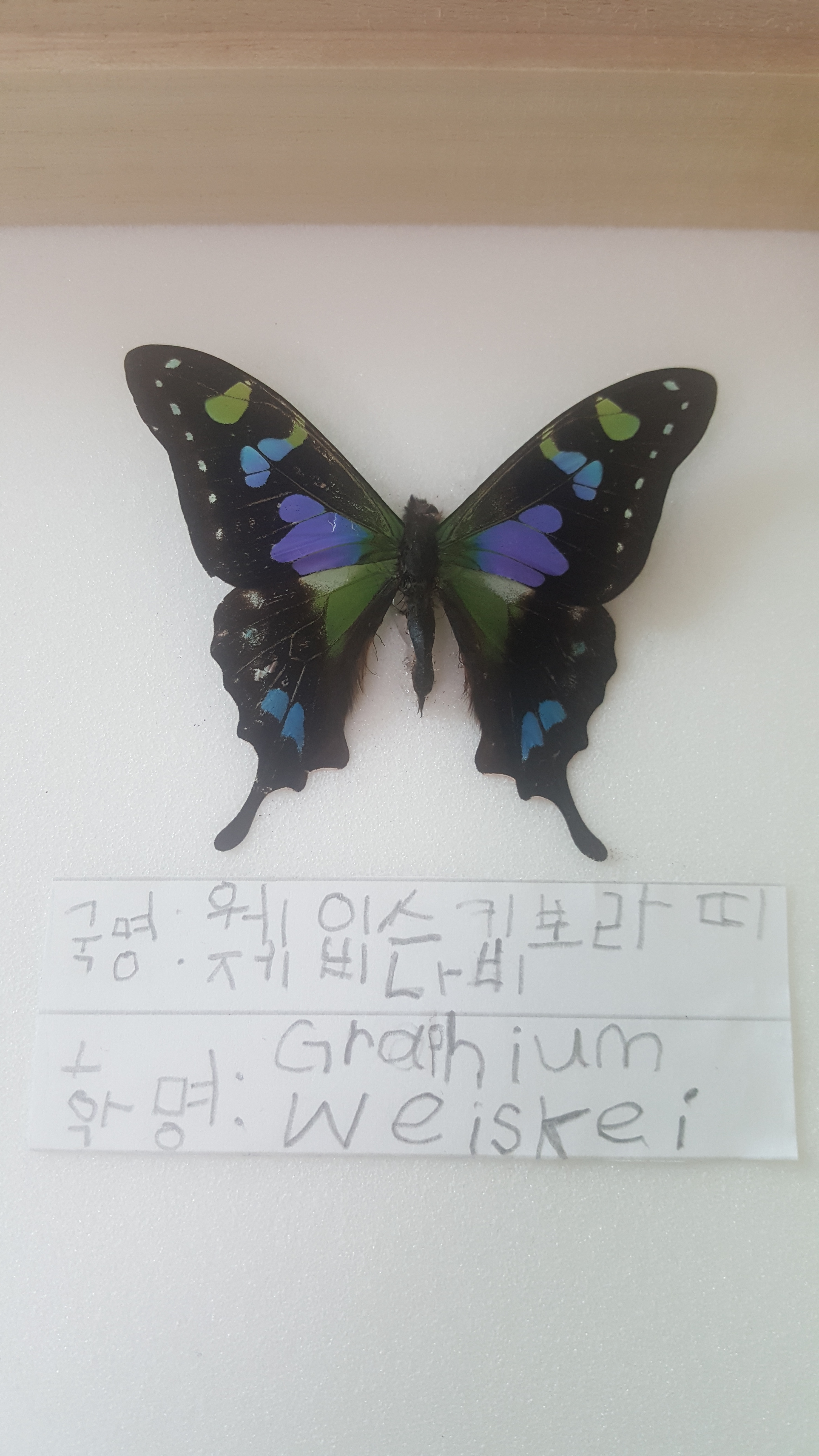 나비‎ 셀레베스청띠제비나비표본/Graphium meyeri 80mm+-