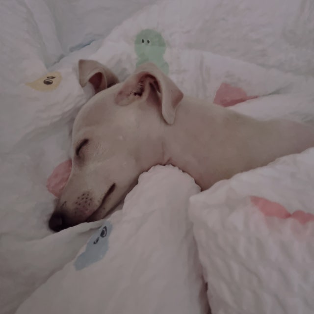 이미지를 찾을 수 없습니다.