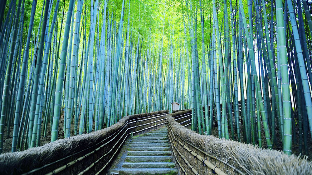 kyoto-top-5-daily-tours_8384fdfa20b5d8d52aa5a2eea8bff69709cbfb79.jpg