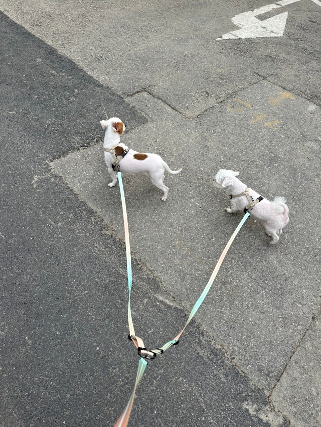 스페이스독] 듀얼리드줄 두마리산책줄 리쉬 듀얼 2M