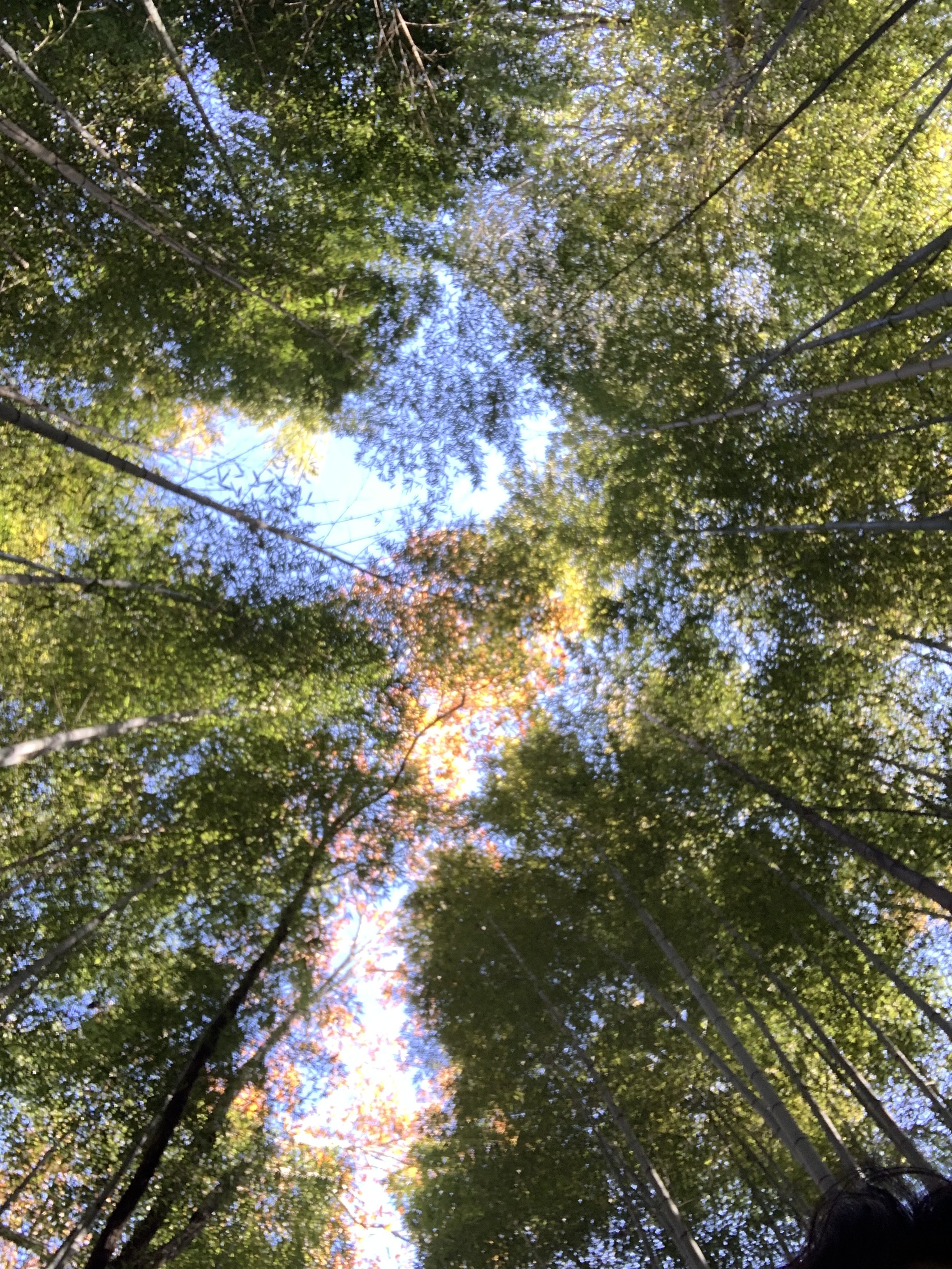 IMG_8237.jpeg