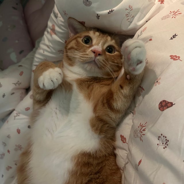 이미지를 찾을 수 없습니다.