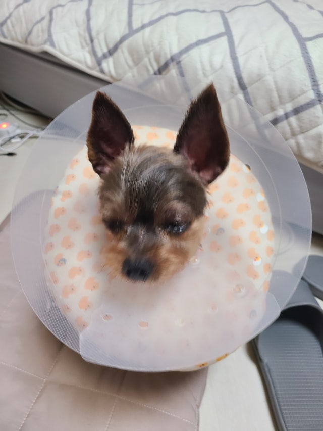 이미지를 찾을 수 없습니다.