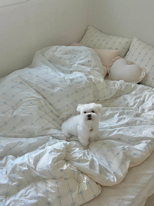 이미지를 찾을 수 없습니다.