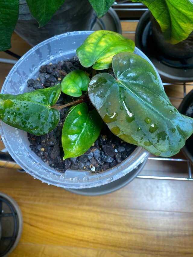 Anthurium BVEP *antolakii, Scott Cohen