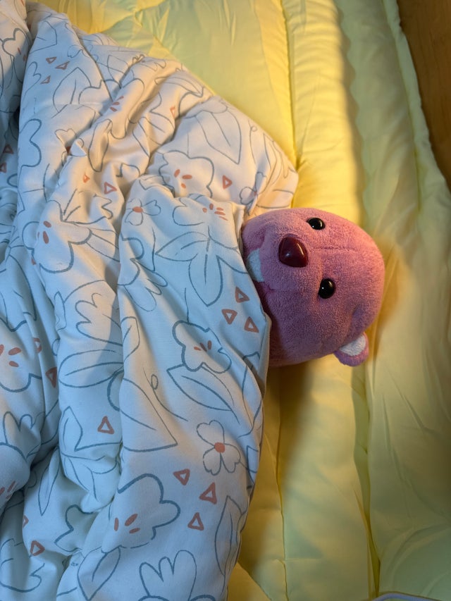 이미지를 찾을 수 없습니다.