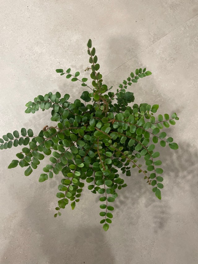 E18489E185B5E186A8E18486E185AEE186AF.jpg?type=w640