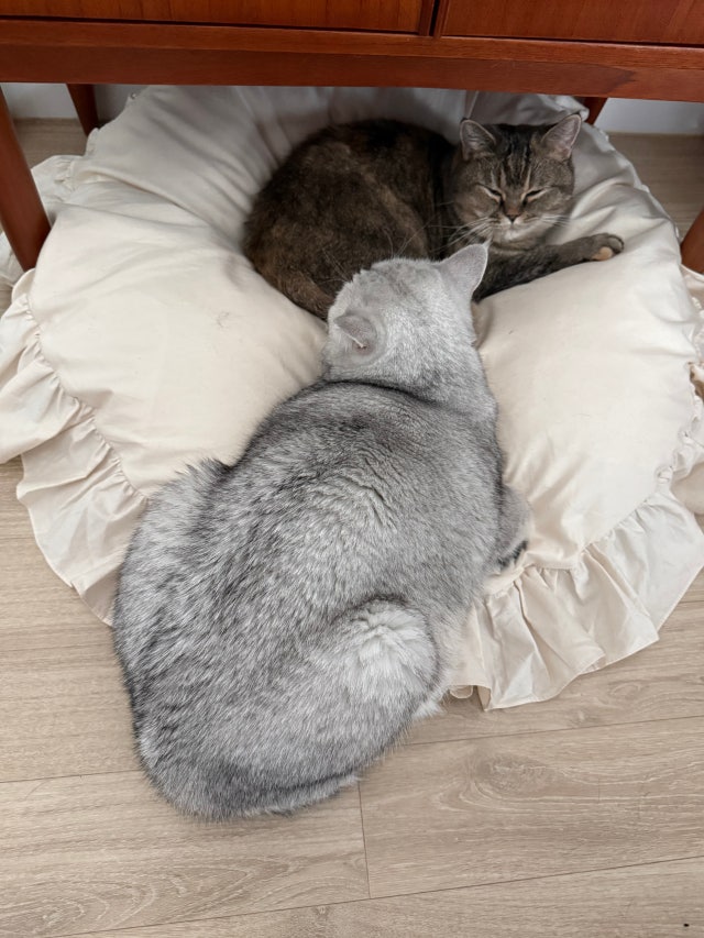 이미지를 찾을 수 없습니다.