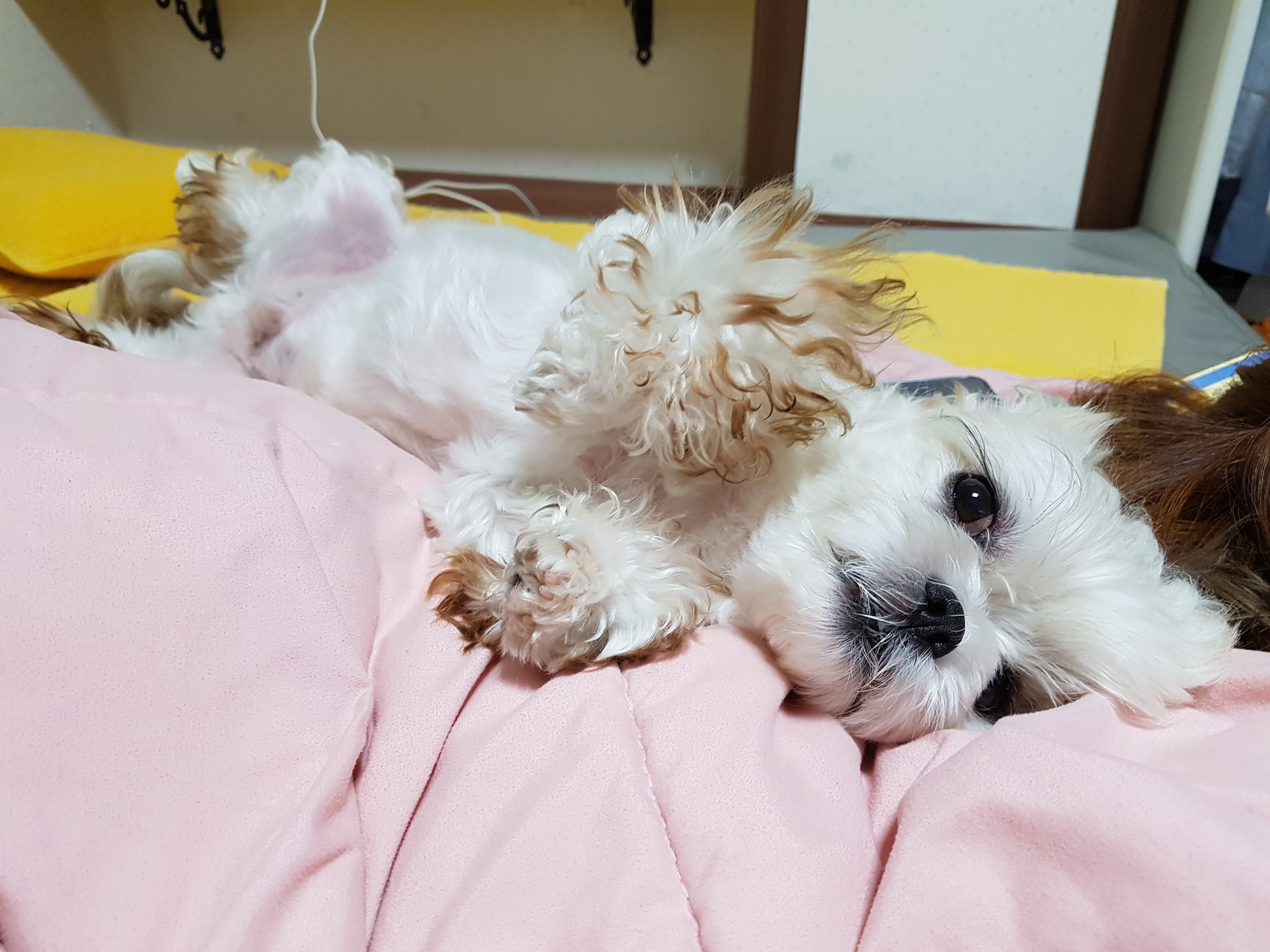 써감쟈