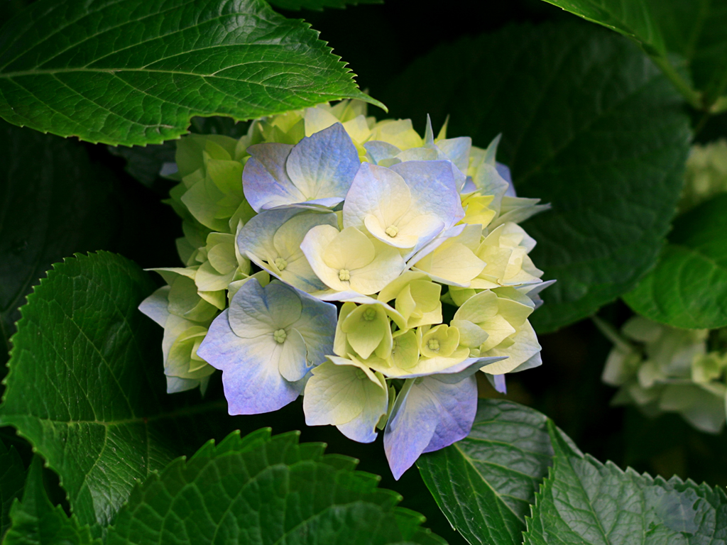 member image