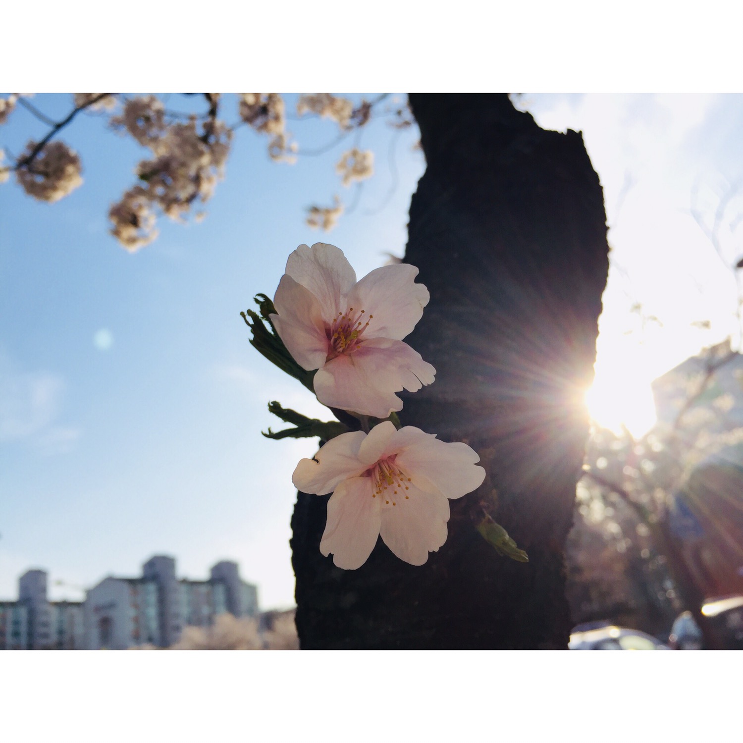 터프한땅돼지117