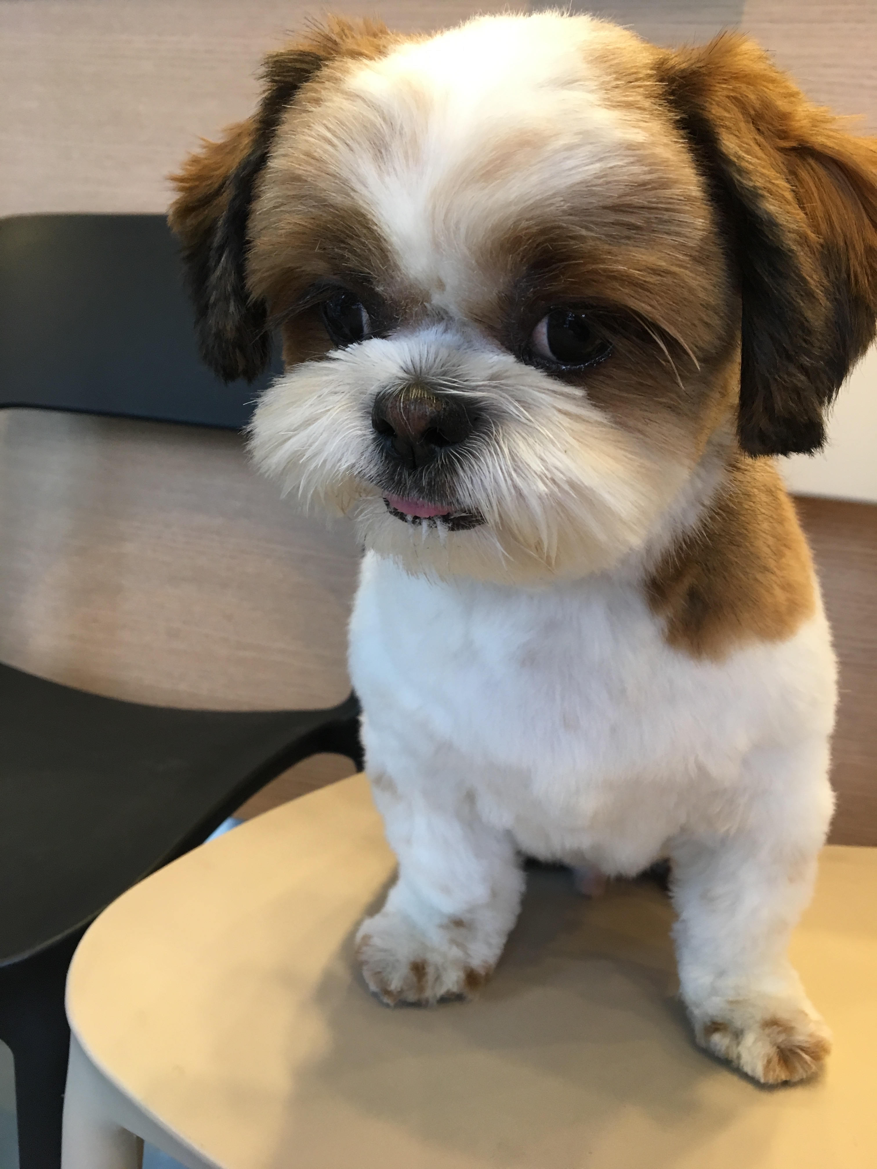 아리네 개치원 대표이미지
