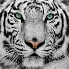submit_profile