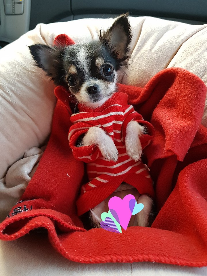 듬직한하늘소172