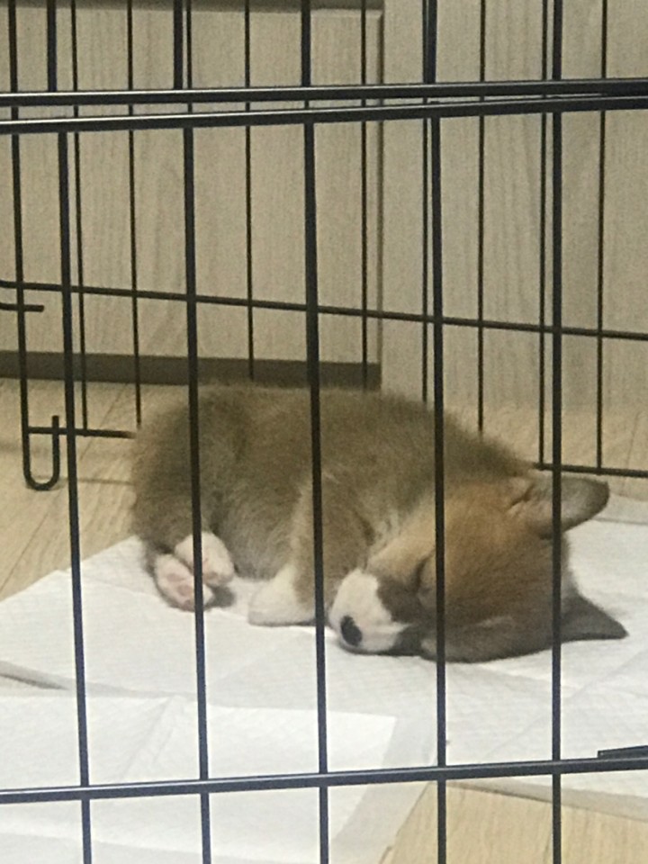 아리따운발발이257