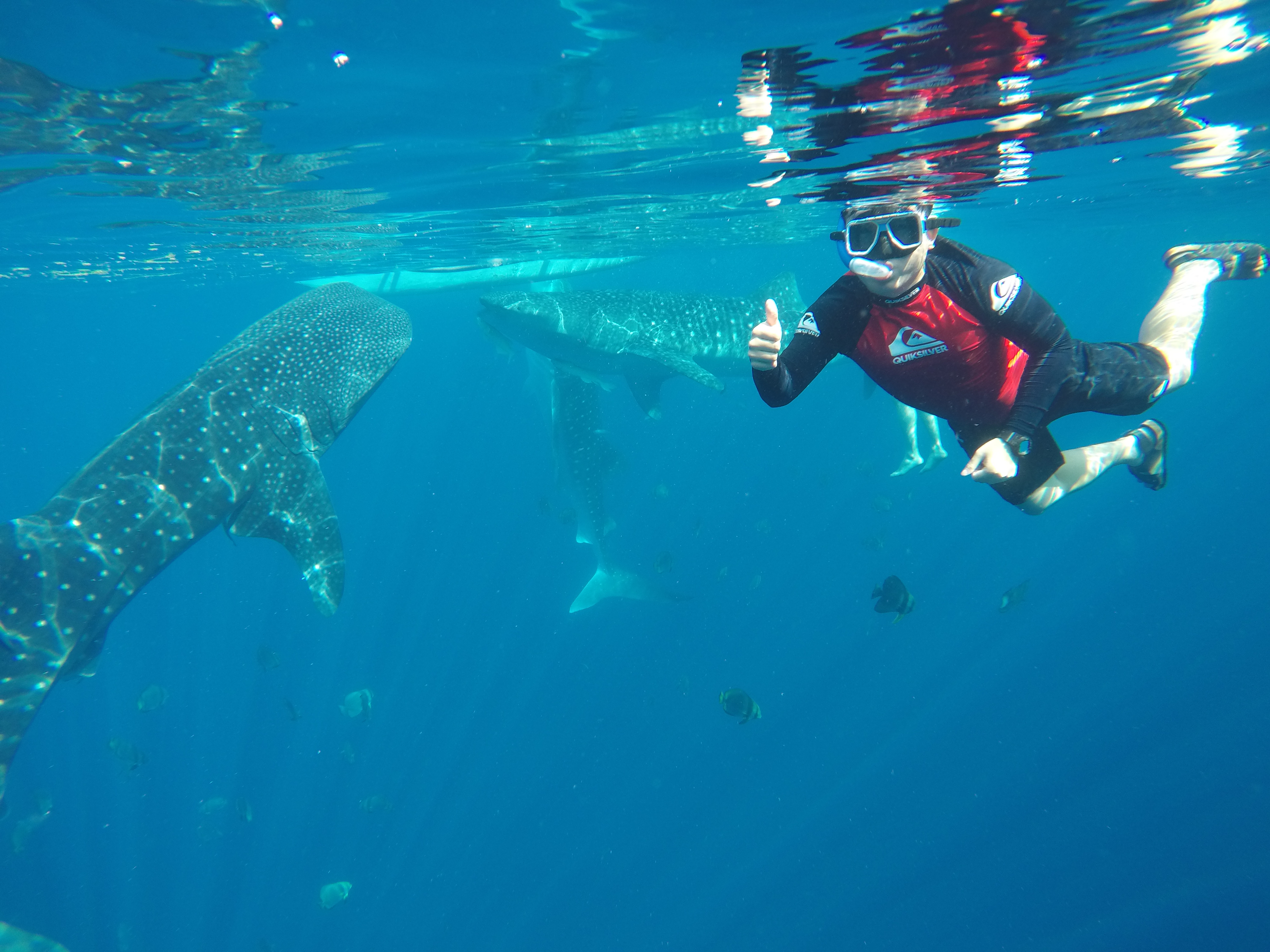 고마운풍뎅이128