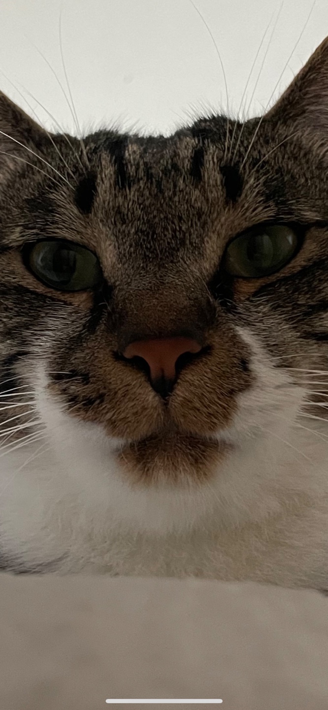 하늘람쥐