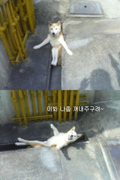배르무숑