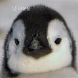 배배랑