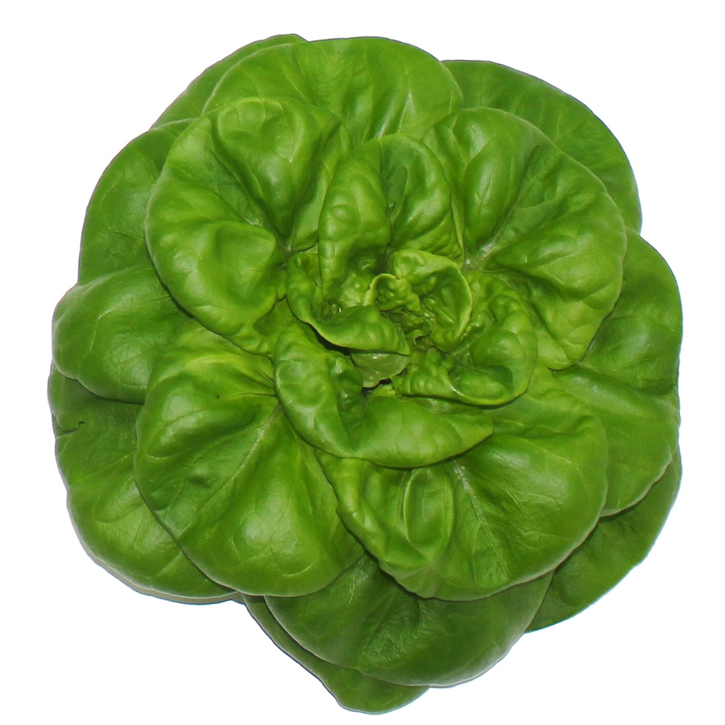 member image