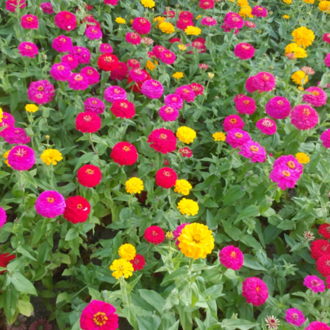 스프링 주식 차트 구현 | OKKY Q&A