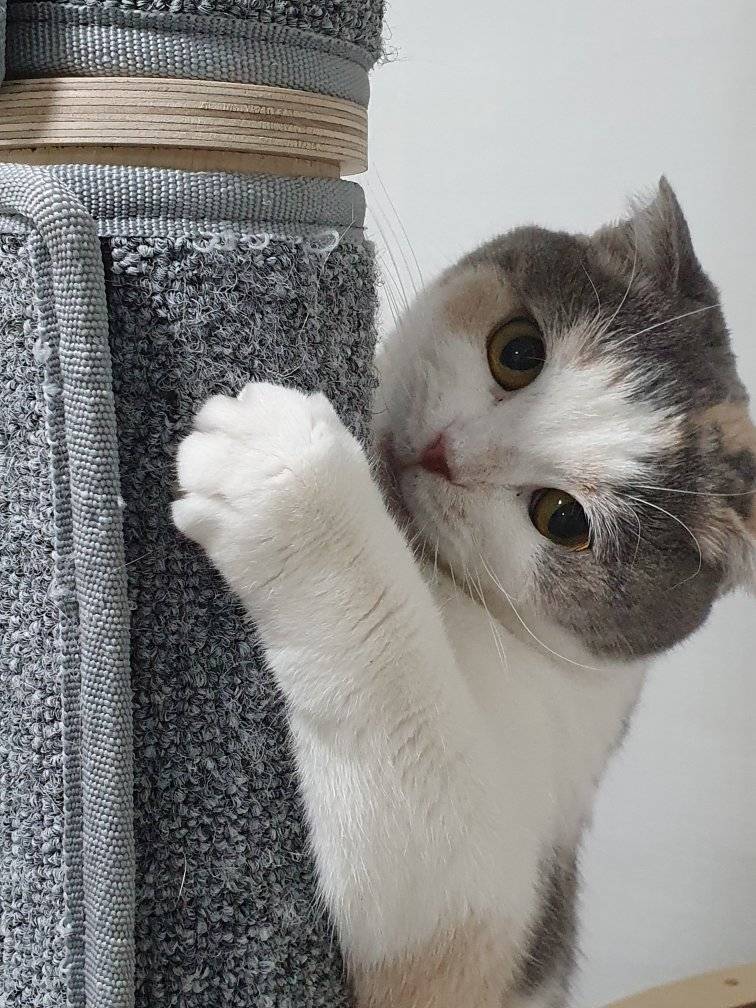 레디오스