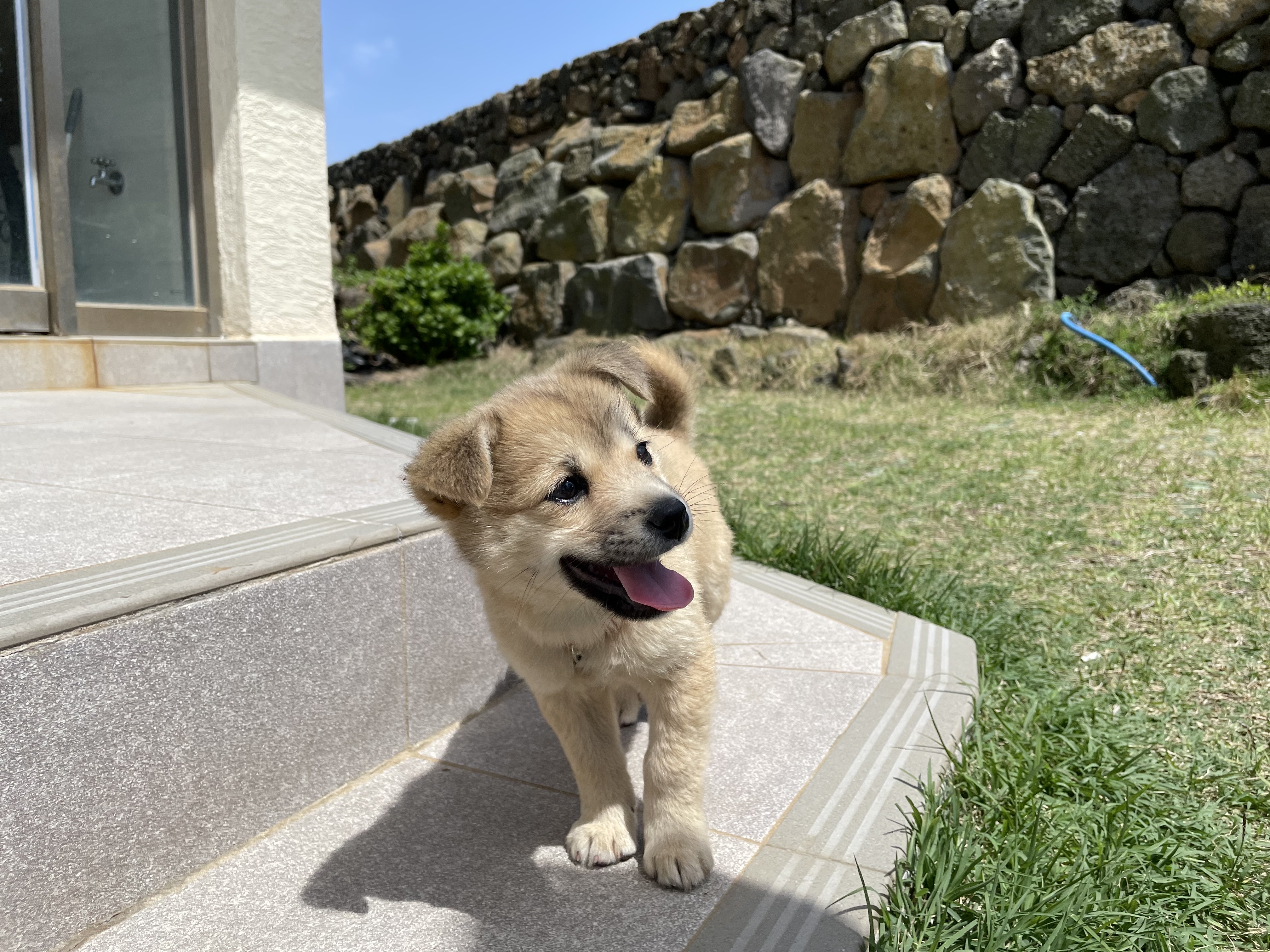 돼지와함께춤을