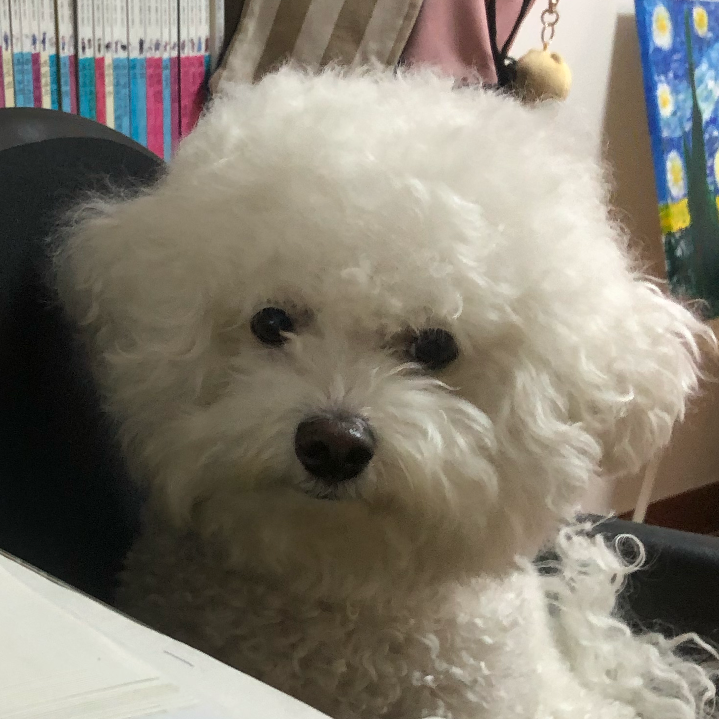 연우 안