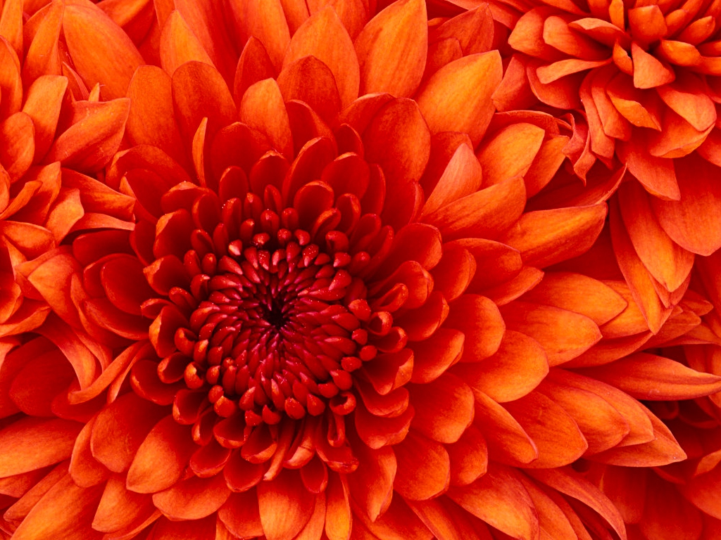 member image