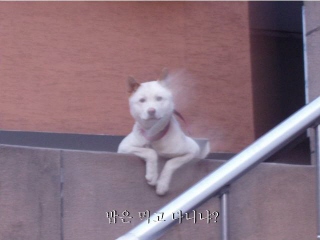 짙푸른두루미189