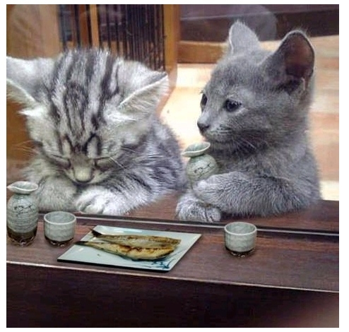 파도치는별