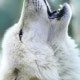 Naver 프로필 이미지