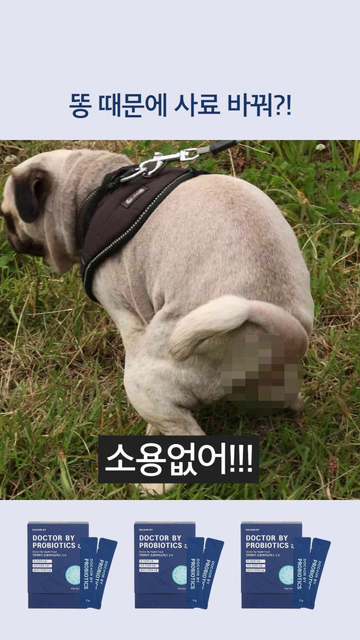 강아지 유산균 급여 모습