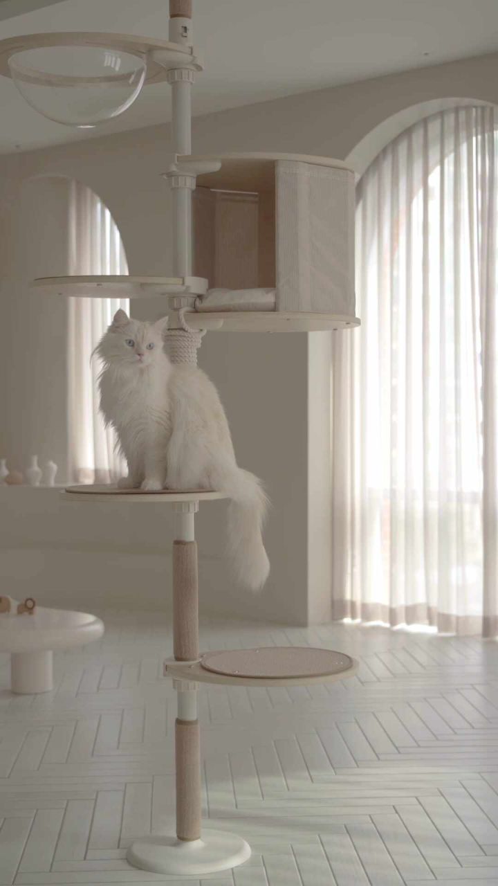 고양이 사용 사진