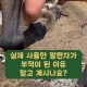 [수험생][사업운] 한라산 기운 듬뿍 담은 제주도 말 이 실제 사용한 자석 말편자