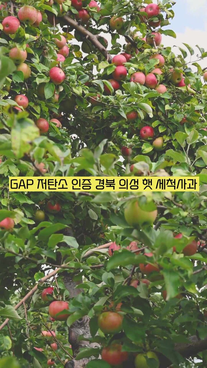 세척된 사과를 담은 바구니