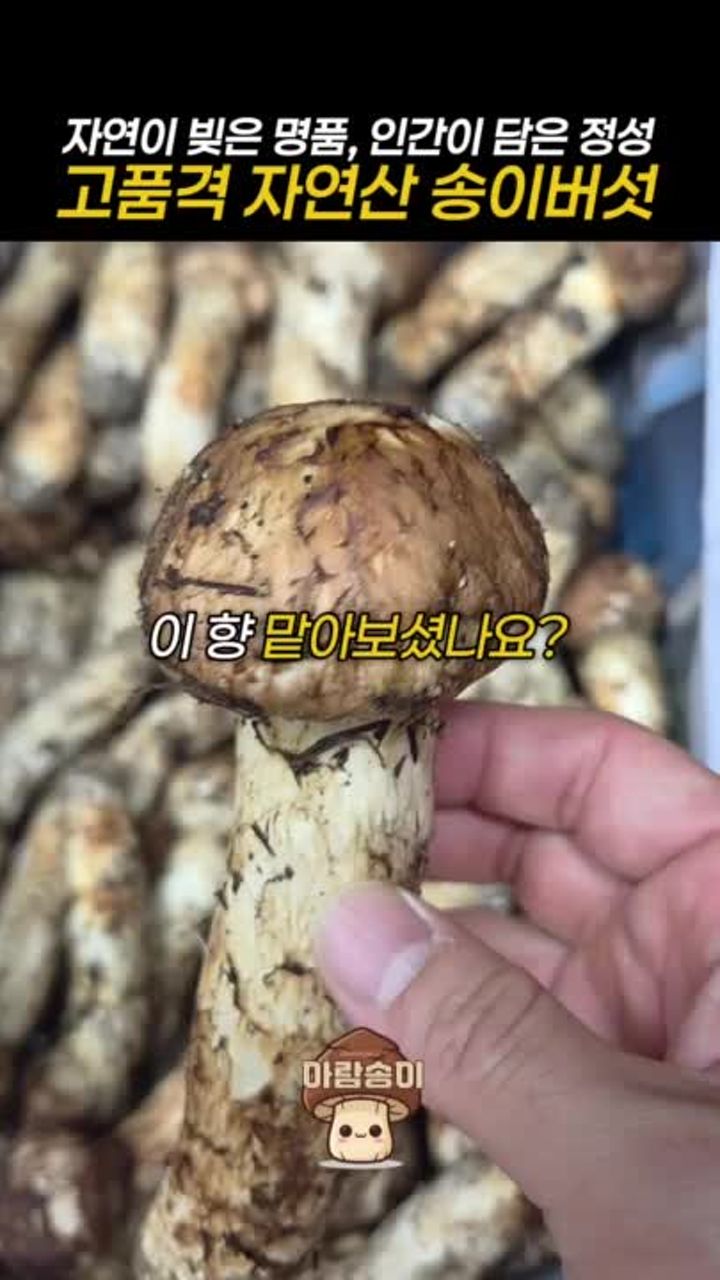 자연산 국산 송이버섯
