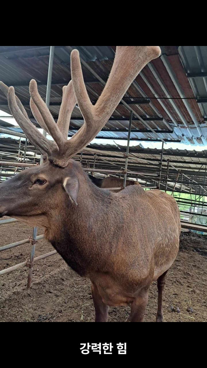 동성 사슴진액 15개