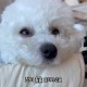 시온 강아지쿨매트 듀라론 무자극 애견 냉감패드 자루식 고양이쿨매트 반려동물 소형 50x60 — 이런 상황에 활용하면 좋아요