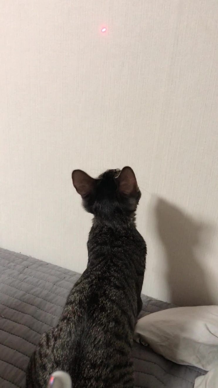 c깜냥일상c