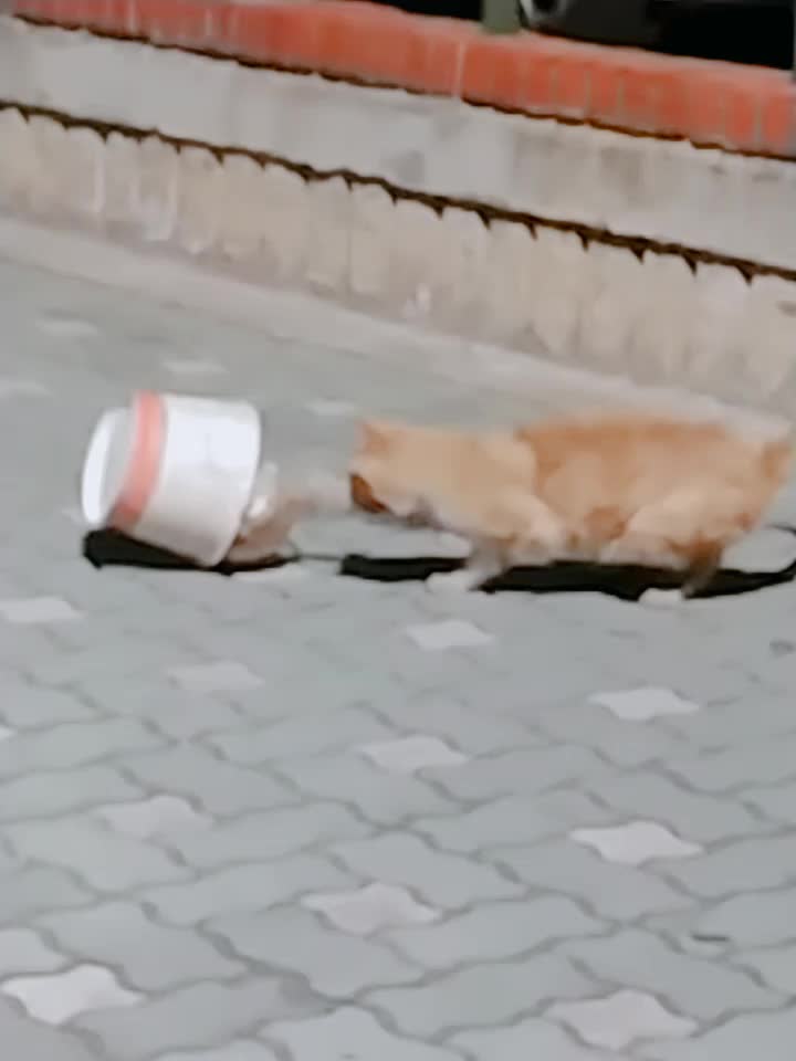  배고픈 고양이