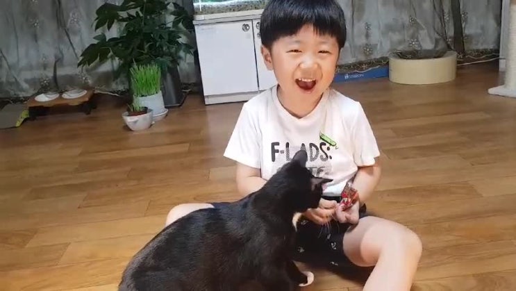  고양이 언어를 아시나요? 고양이가 몸으로 말하는 기분 상태 (1편)